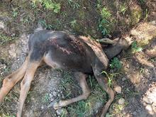 Dead Moose Calf