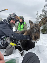 Idaho Fish and Game staff collaring a moose