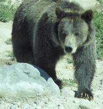 Grizzly Bear. Pocatello Zoo