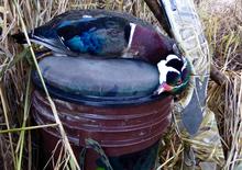 Wood duck, waterfowl, 