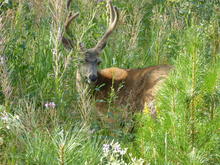 Mule deer