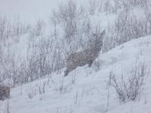 blizzard elk