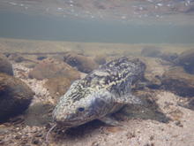 Burbot swimming