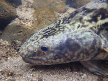 Kootenai River burbot_closeup