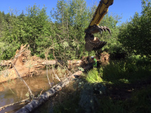 Habitat restoration- placing tree root wad