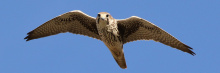 Prairie Falcon - Tom Benson Flickr