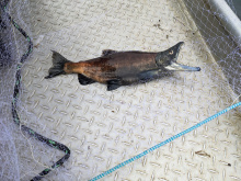 Kokanee in net