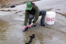 Releasing white sturgeon