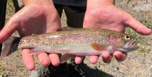 Rainbow trout/Photo by IDFG