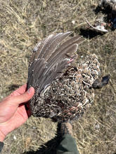 sage_grouse_remains_illegal_take_oct_2022_pennala_3