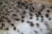 Bobcat pelt