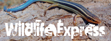 A striped, smooth-skinned lizard with a blue tail rests on top of a log or tree bark 
