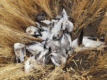 snow_geese_left_to_rot