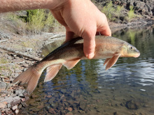 Spawning_Male_Bridgelip Suckers