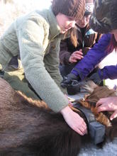 Biologist collaring elk