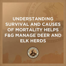 state_of_deer_elk_-_survival