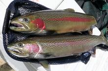 steelhead_duo