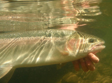 steelhead_underwater