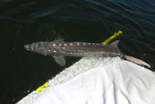 Snake River white sturgeon leaves sling