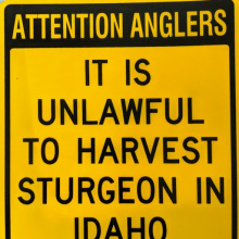 sturgeon_sign