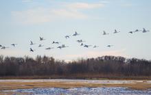 Swans over Deer Parks