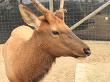 sweet_elk