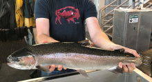 Floy Tagged Steelhead at Lower Granite Dam