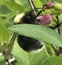 bombus occidentalis