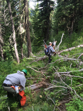 Wildlife technicians use chainsaws to clear logs off trail / Photo by Kara Campbell