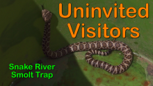 Uninvited Visitors