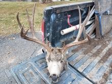 unit_78_buck_shot_and_left_to_waste_mill_canyon_2018