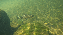 Westslope cutthroat trout in a pool in Priest River
