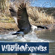 wildlife express_feb22_canada_goose_tumbnail