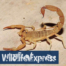 we_-_oct22_-_scorpions