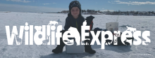 A young boy sits on a cooler on a frozen lake with the words Wildlife Express in the center of the image.