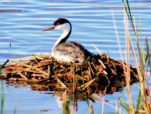 western grebe on nest