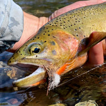 westslope_cutthroat_by_mWestslope Cutthroat Trout in hand thumbnail