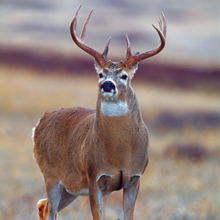 whitetail buck