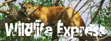 Wildlife Express Banner: Mountain Lion