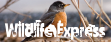 Wildlife Express Banner: Songbirds