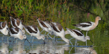 Windows to Wildlife, American Avocets