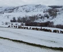 winter feeding elk