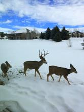 wintering mule deer, Ammon hill