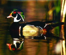 wood duck