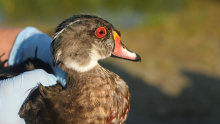 Male wood duck