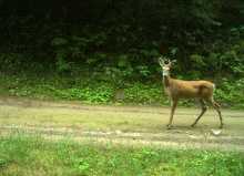 White-tailed deer on road 