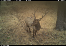 game_cam_bull_elk