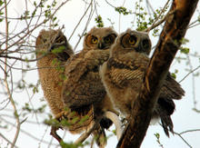 GHOW fledgling owls on a tree branch