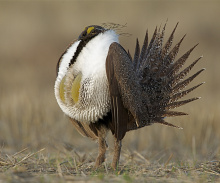 greater sage grouse Tom Reichner