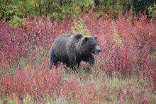grizzly walking in Fall colored bushes August 2011